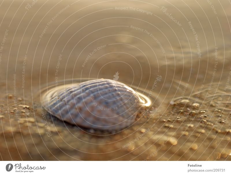 Welle liebkost Muschel Urelemente Erde Wasser Sommer Ostsee Meer hell nass natürlich Farbfoto mehrfarbig Außenaufnahme Menschenleer Textfreiraum rechts