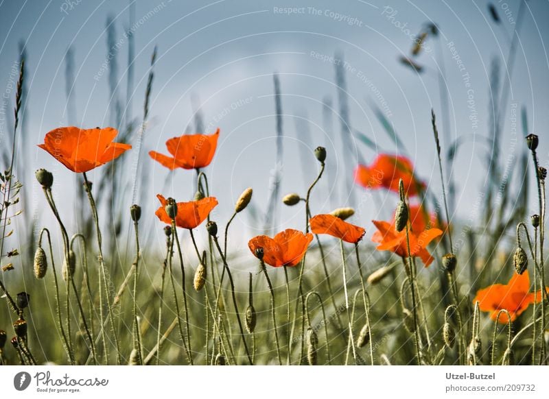 Mohnfeld Umwelt Natur Landschaft Gras Wildpflanze Wiese Feld schön grün rot ästhetisch Duft Wachstum Farbfoto Außenaufnahme Nahaufnahme Hintergrund neutral