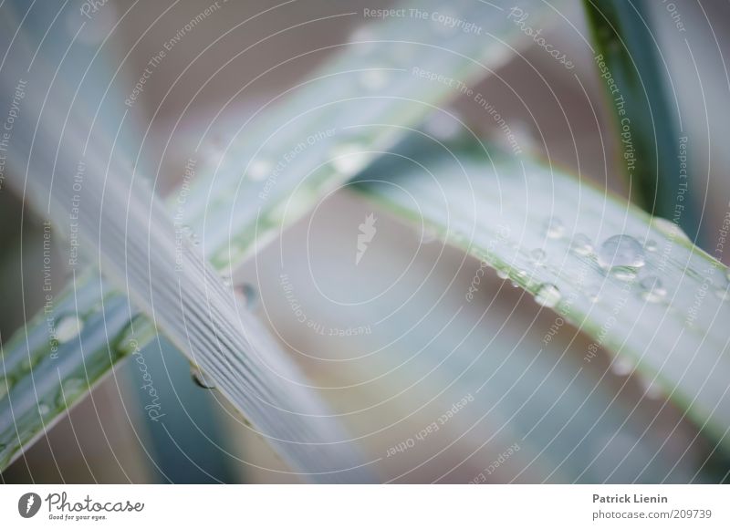 rainy day Umwelt Natur Pflanze Wasser Wassertropfen Sommer Wetter schlechtes Wetter Regen Gras Wildpflanze Blick ästhetisch eckig frisch schön nah wild Stimmung