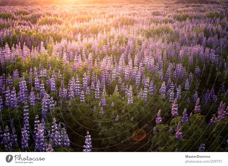 Lupinen Umwelt Natur Landschaft Pflanze Sonnenaufgang Sonnenuntergang Sonnenlicht Blume Wildpflanze Lupinenfeld Unendlichkeit schön violett Geborgenheit