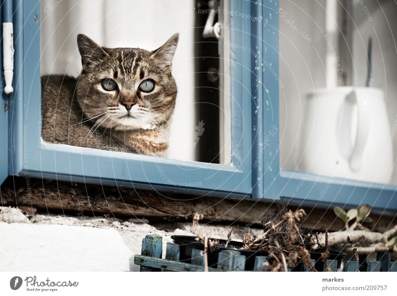 katzeee! Haustier Katze 1 Tier muskulös blau Fenster weiß Farbfoto Gedeckte Farben Außenaufnahme Menschenleer Tag Sonnenlicht Schwache Tiefenschärfe