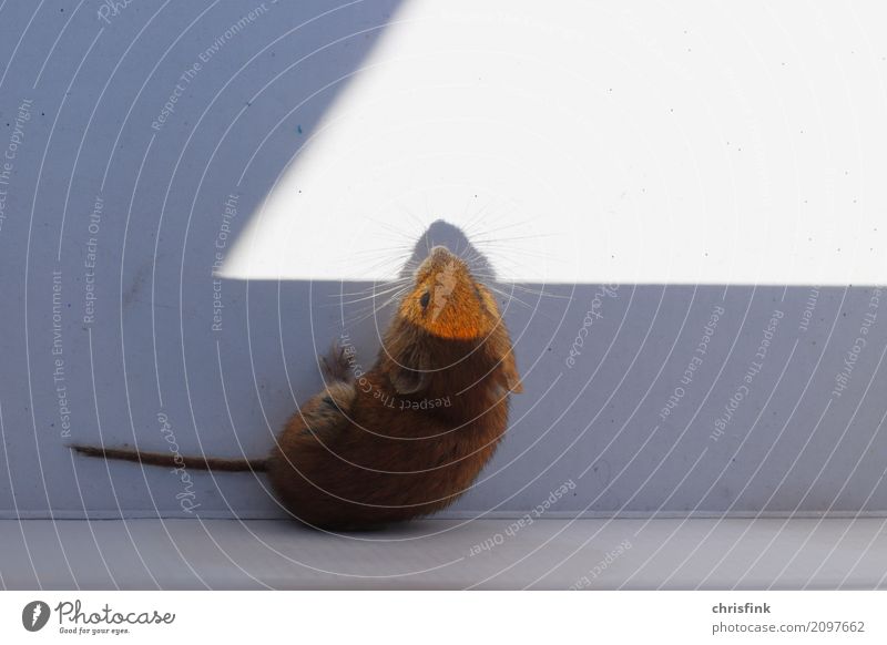 Maus im Schatten Tier Wildtier beobachten fangen füttern Blick warten außergewöhnlich klein natürlich niedlich weich braun weiß Tatkraft Angst Entsetzen