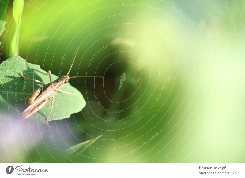 Kleiner Hüpfer Natur Pflanze Blatt Wiese Tier 1 beobachten hocken sitzen natürlich grün geduldig ruhig gefräßig Heuschrecke Insekt Farbfoto Außenaufnahme