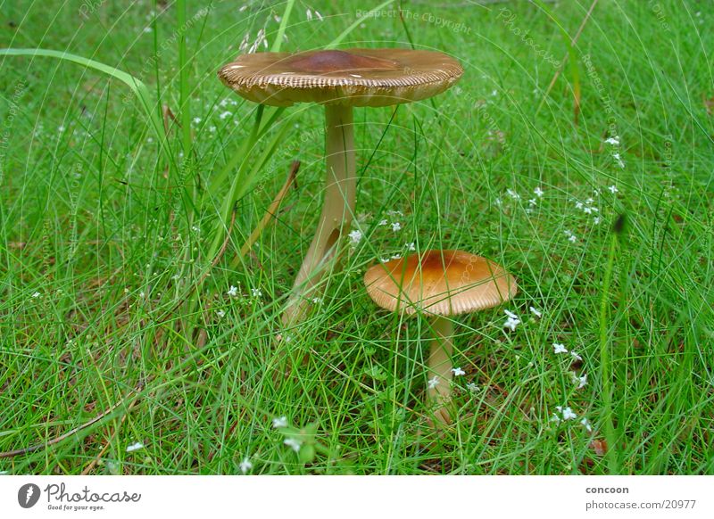 Waldbewohner Gras Wiese grün Sammlung Pilz Makroaufnahme