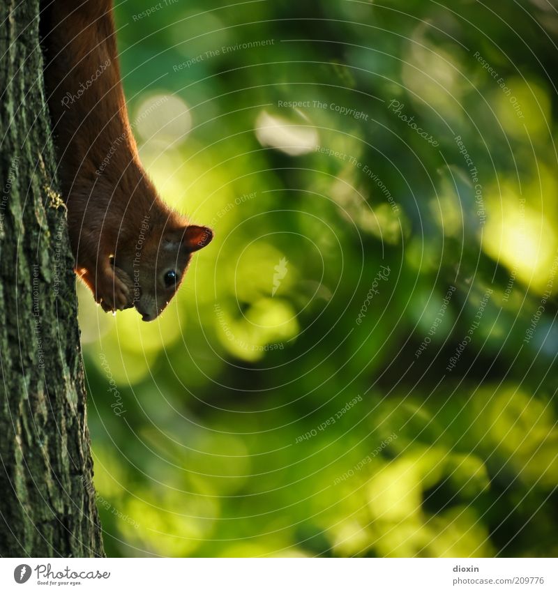 upside down Umwelt Natur Pflanze Tier Sommer Baum Baumstamm Baumrinde Park Wald Wildtier Tiergesicht Fell Krallen Pfote Eichhörnchen 1 festhalten Fressen hängen