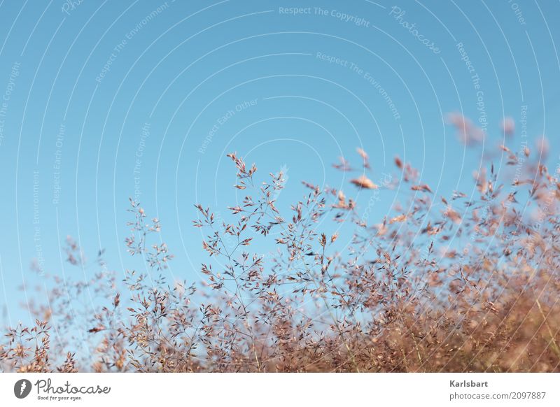 Augenblick im Wind Sommer wandern Umwelt Natur Pflanze Himmel Wolkenloser Himmel Sonnenlicht Schönes Wetter Blume Gras Sträucher Blatt Blüte Grünpflanze