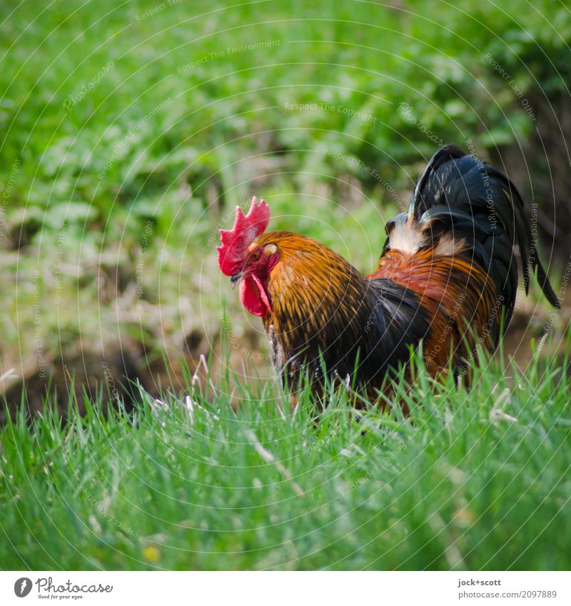 auf Gras am wohlsten Tier Frühling Franken Nutztier Hahn 1 Fressen Wachstum authentisch frei frisch natürlich saftig grün Zufriedenheit Idylle Leben Stimmung