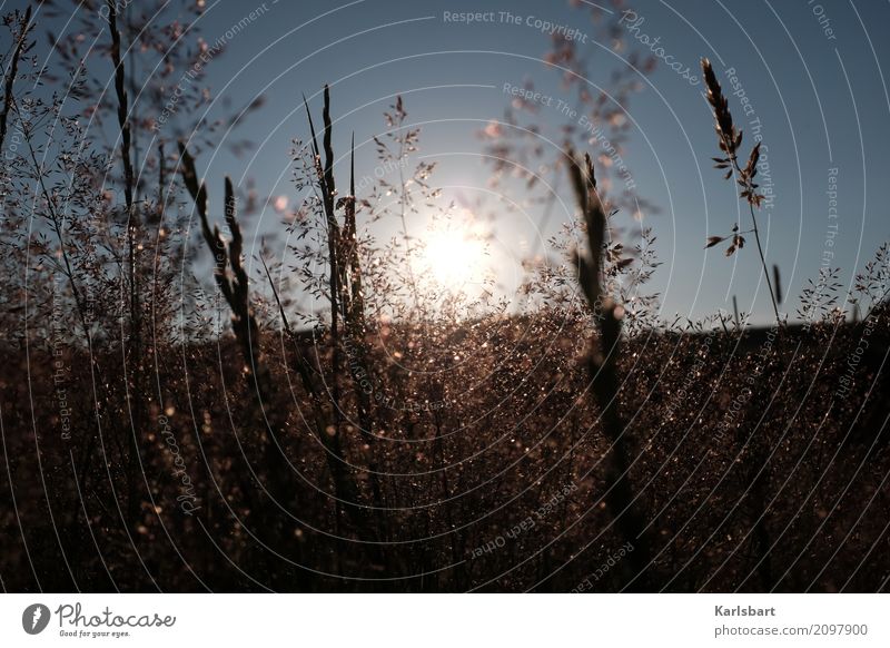 Zwischen zwei Stunden Umwelt Natur Landschaft Pflanze Himmel Wolkenloser Himmel Sonne Sonnenaufgang Sonnenuntergang Sonnenlicht Sommer Schönes Wetter Gras