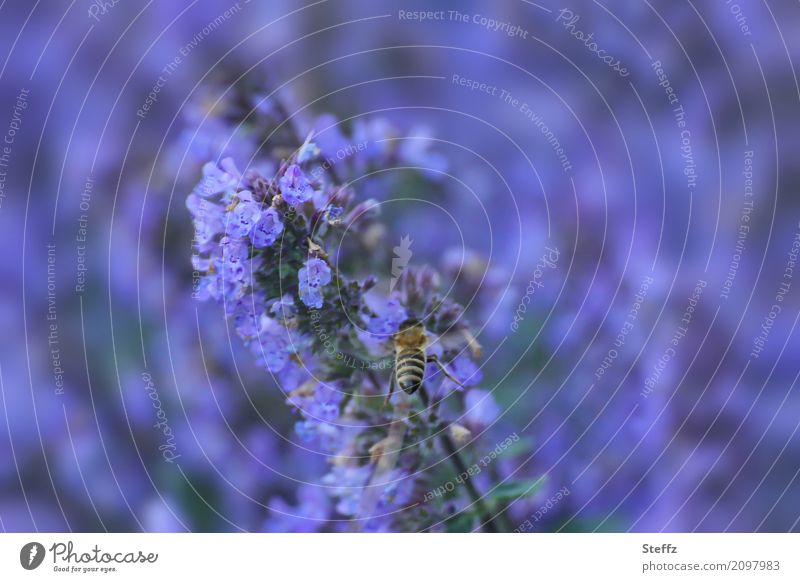 Lavendel blüht violettblau Lavendelblüte Lavandula blühender Lavendel Lavendelduft Lavandula angustifolia violette Blüten Nutzpflanze Heilpflanzen