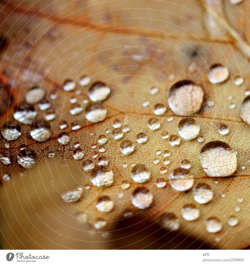 after raining Umwelt Natur Wasser Wassertropfen Herbst Wetter Regen Blatt elegant rund schön braun silber ästhetisch einzigartig kalt Herbstlaub Jahreszeiten