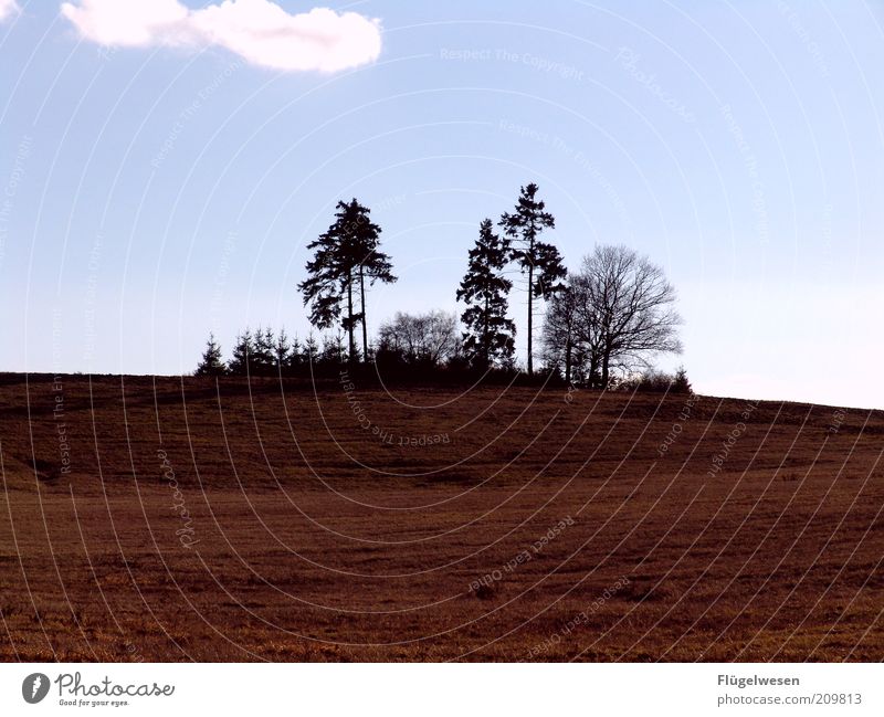 Waldsterben Umwelt Natur Landschaft Pflanze Klima Klimawandel Baum Wiese Feld Hügel Himmel Farbfoto Außenaufnahme Wäldchen Mischwald Silhouette Baumreihe