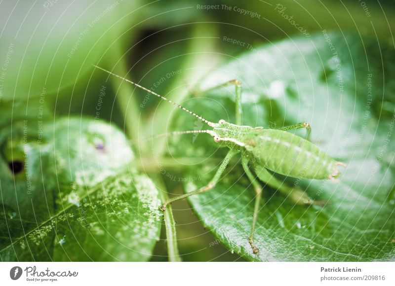 grüner Hüpfer Umwelt Natur Pflanze Tier Sommer Blatt Grünpflanze Nutzpflanze Garten Wildtier Tiergesicht 1 sitzen Heuschrecke Fühler Neugier Blick Auge Beine