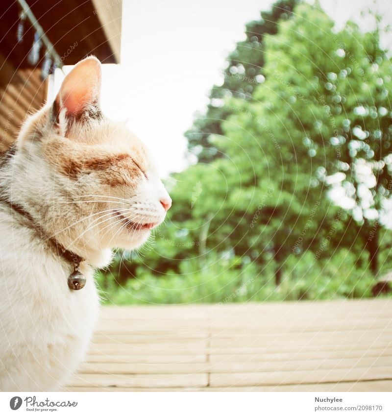 Eine schläfrige Katze Gesicht Sommer Haus Garten Natur Pflanze Tier Himmel Baum Gras Park Pelzmantel Haustier Liebe sitzen klein niedlich braun gelb grün weiß