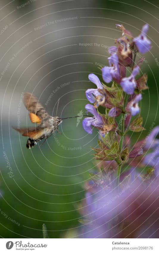 Auftanken. Taubenschwänzchen und Salbeiblüte Natur Pflanze Tier Sommer Blüte Salbeiblüten Garten Schmetterling 1 Blühend fliegen trinken verblüht ästhetisch