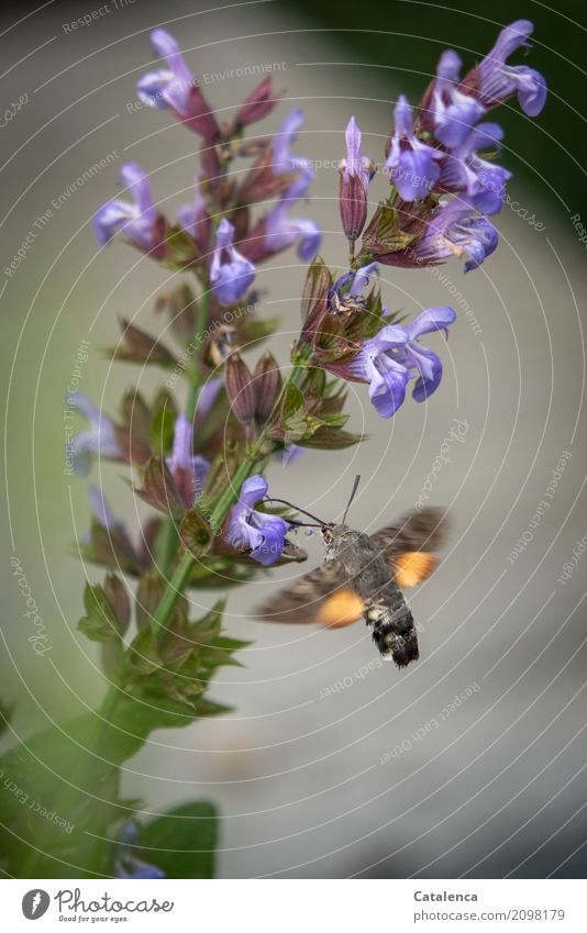 Taubenschwänzchen und Salbeiblüte Natur Pflanze Sommer Blatt Blüte Salbeiblüten Garten Schmetterling 1 Tier rennen Bewegung Blühend Duft fliegen Fressen