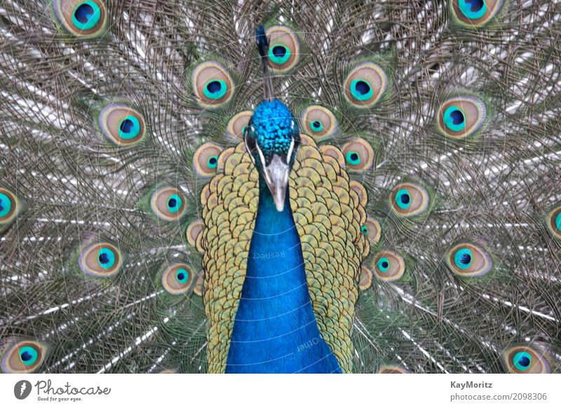 Pfau Tier Vogel 1 Coolness Pfauenmaske Farbfoto Nahaufnahme Makroaufnahme Tag Tierporträt