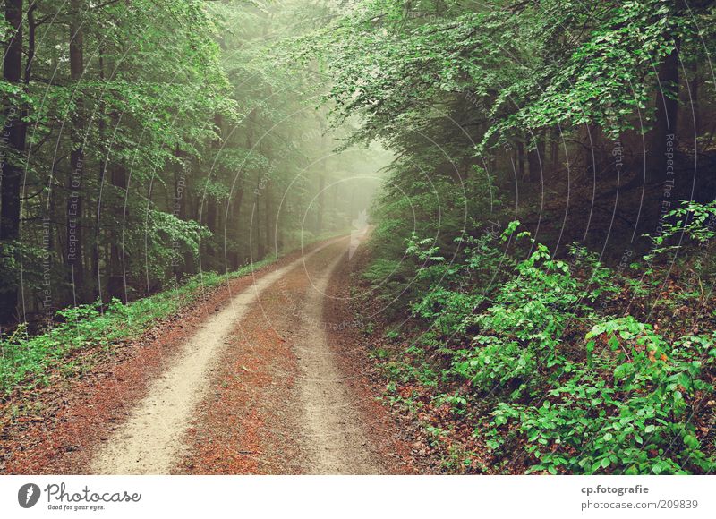 Waldweg Natur Landschaft Pflanze Nebel Baum Sträucher Grünpflanze Nutzpflanze kalt Tag Fußweg Zentralperspektive Menschenleer Reifenspuren