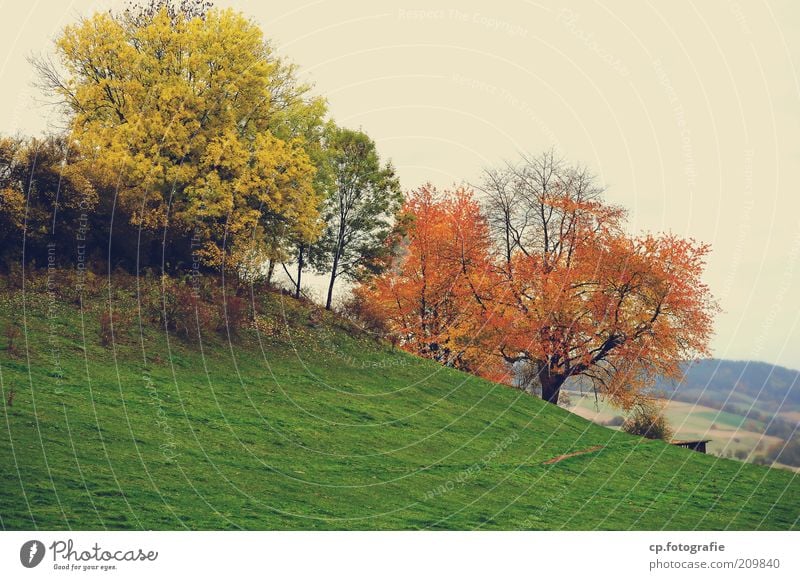 Herbsthang Natur Landschaft Pflanze Baum Gras Sträucher Grünpflanze Wiese Wald schlechtes Wetter Abend Herbstfärbung Herbstlaub herbstlich Tag