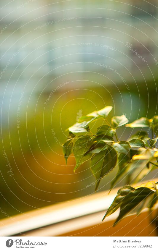 Zimmerpflanze Natur Pflanze Blatt Grünpflanze Nutzpflanze Topfpflanze ästhetisch authentisch einfach grün Fenster Fensterscheibe Wachstum Farbfoto Innenaufnahme