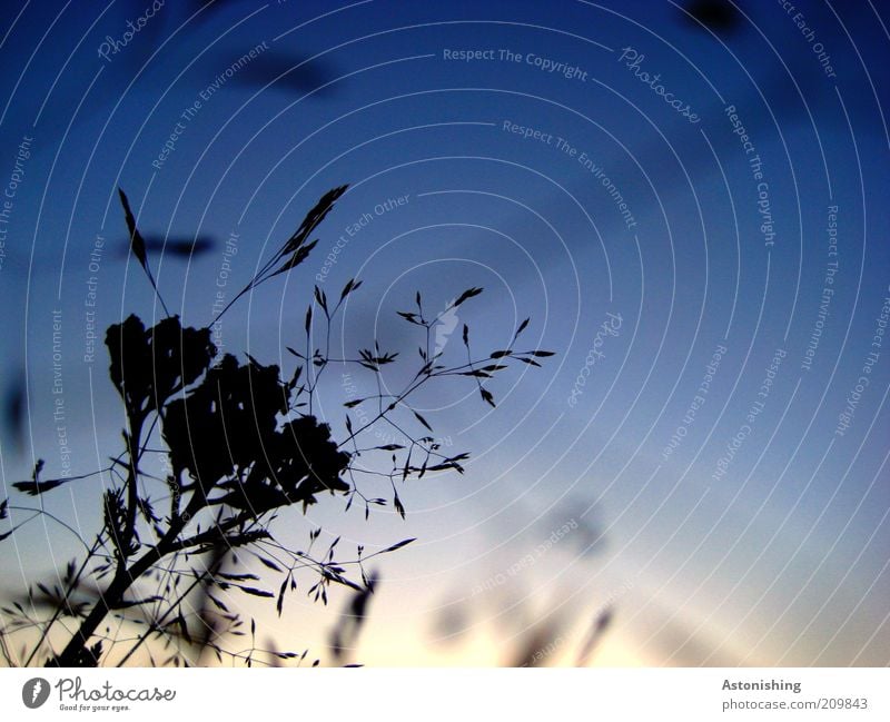 Abendwiese Umwelt Natur Landschaft Pflanze Himmel Wolkenloser Himmel Sommer Schönes Wetter Gras Grünpflanze dunkel dünn hoch blau schwarz Dämmerung Samen