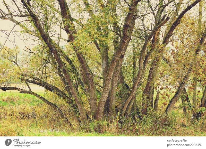 Gruppentreffen Natur Pflanze Frühling Baum Grünpflanze Tag Wachstum Naturwuchs Menschenleer üppig (Wuchs)