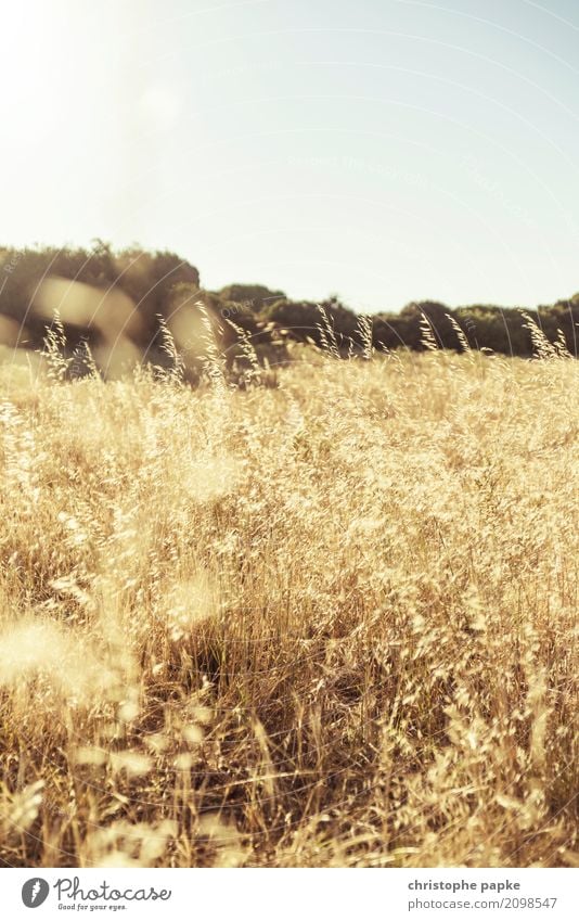 goldene ähren Umwelt Natur Landschaft Pflanze Wolkenloser Himmel Gras Sträucher Nutzpflanze gelb Ähren Weizen Feld Außenaufnahme Menschenleer Textfreiraum oben