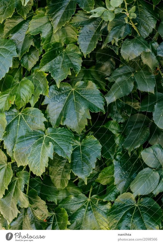 Dunkelgrünes Blattmuster Umwelt Natur Pflanze Frühling Klima Grünpflanze Wildpflanze einfach glänzend natürlich Sauberkeit Beginn Leben rein Wachstum