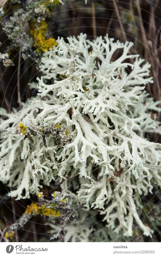 weiße und reine Flechte Umwelt Natur Landschaft Pflanze Klima Flechten frisch nass natürlich Sauberkeit wild braun Leben Überleben Muster Strukturen & Formen