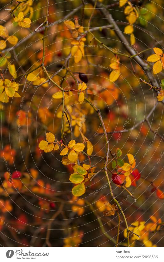 Herbstszenen Hintergrund Umwelt Natur Pflanze Sträucher Blatt Grünpflanze Wildpflanze Wald exotisch frisch Gesundheit schön natürlich gelb grün rot Ast