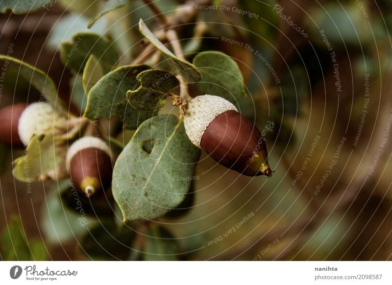 Makro von wilden Eicheln Umwelt Natur Pflanze Herbst Baum Blatt Wildpflanze Wald natürlich braun grün weiß Senior Leben Unschärfe Ilex Eichenwald Farbfoto