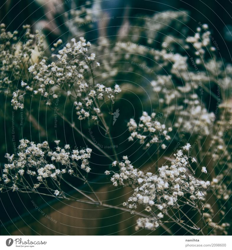 Getrocknete schöne Blumen für Hauptdekoration Natur Pflanze Spiegel dunkel authentisch einfach einzigartig retro schwarz weiß Leben Nostalgie rein Stil