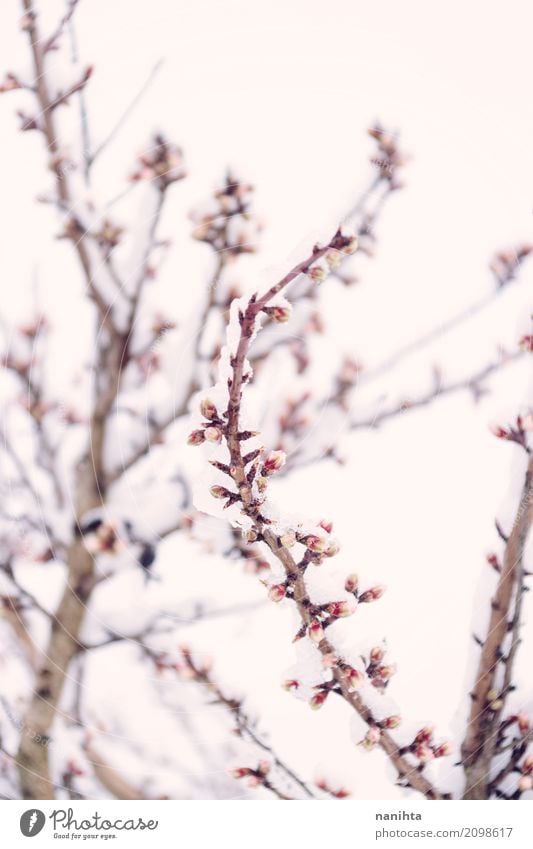 Snowy und blühende Niederlassung Umwelt Natur Himmel Frühling Winter Klima Wetter schlechtes Wetter Eis Frost Schnee Schneefall Baum Blume Park authentisch