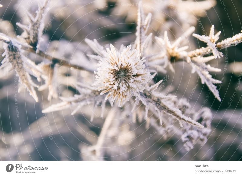 Schöne eisige Pflanzen Umwelt Natur Sonne Winter Klima Wetter schlechtes Wetter Eis Frost Schnee Grünpflanze Wildpflanze kalt natürlich wild grau weiß Leben