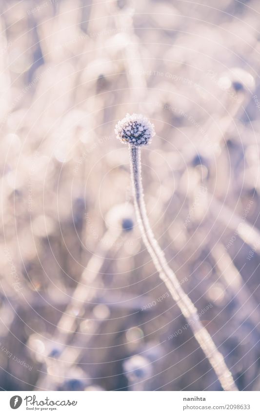 Schöne gefrorene Pflanzen Umwelt Natur Urelemente Sonne Winter Klima Wetter Eis Frost Schnee Wiese Feld authentisch frisch hell schön kalt natürlich violett