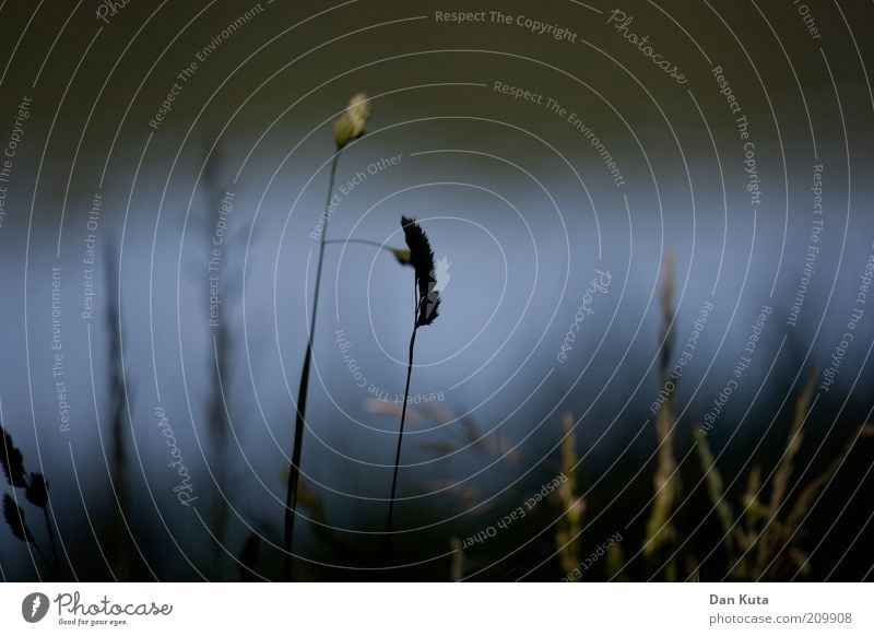 Die dunkle Seite der Nacht. Natur Pflanze Herbst Gras Trauer Traurigkeit Vergänglichkeit dunkel Detailaufnahme Gegenlicht Farbfoto Gedeckte Farben Außenaufnahme