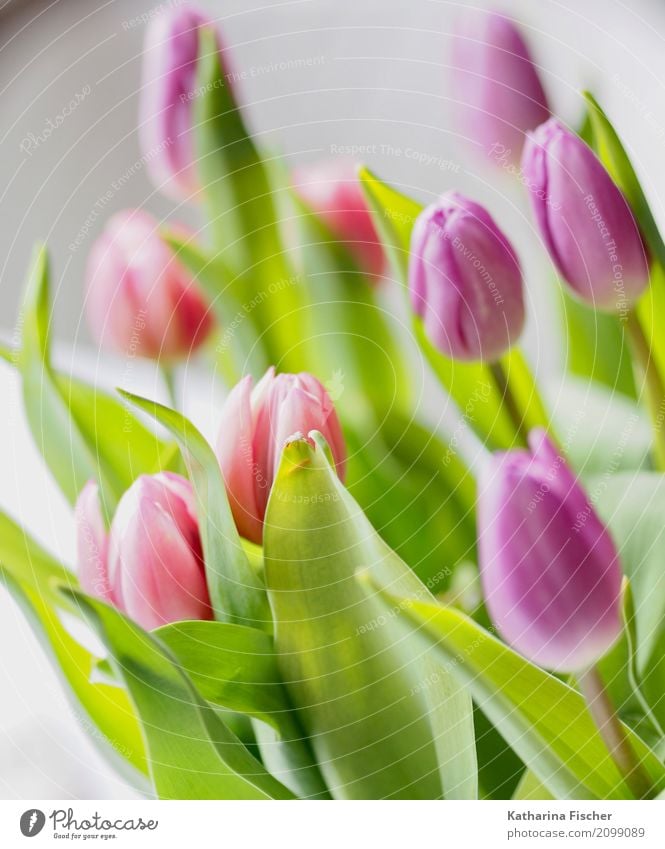 Tulpen Natur Frühling Sommer Pflanze Blume Blühend grün violett rosa rot weiß Blüte Bluemenstrauss Farbfoto mehrfarbig Innenaufnahme Nahaufnahme Menschenleer