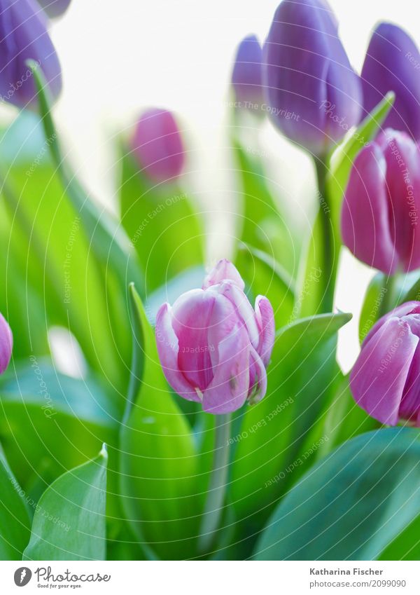 Tulpenstrauß Kunst Natur Pflanze Blume Blühend blau mehrfarbig grün rosa rot türkis Blüte Farbfoto Außenaufnahme Innenaufnahme Studioaufnahme Nahaufnahme