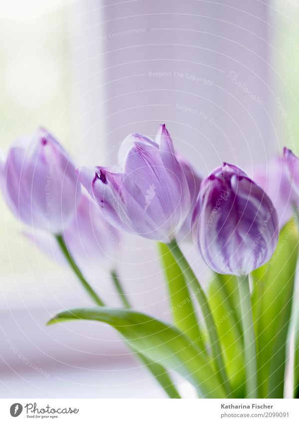 purple tulp Natur Pflanze Blume Tulpe Blatt Blüte Blühend blau grün violett weiß schön Tulpenstrauß Farbfoto Innenaufnahme Nahaufnahme Menschenleer Morgen