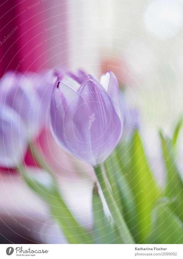 purple tulp I Natur Pflanze Blume Tulpe Blatt Blüte Blühend blau grün violett rosa weiß Tulpenstrauß Flowerpower Farbfoto Innenaufnahme Nahaufnahme Menschenleer