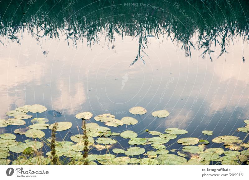 stille Besiedlung Umwelt Natur Landschaft Pflanze Urelemente Wasser Himmel Wolken Blatt Grünpflanze Wasserpflanze Seerosen Seerosenblatt Schilfrohr Röhricht