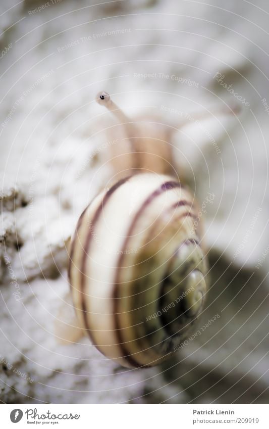 250 mm pro Stunde Umwelt Natur Tier Sommer Wildtier Schnecke Tiergesicht 1 Blick Wand Schneckenhaus Schneckenabwehr lustig Haus schön Linie mehrfarbig