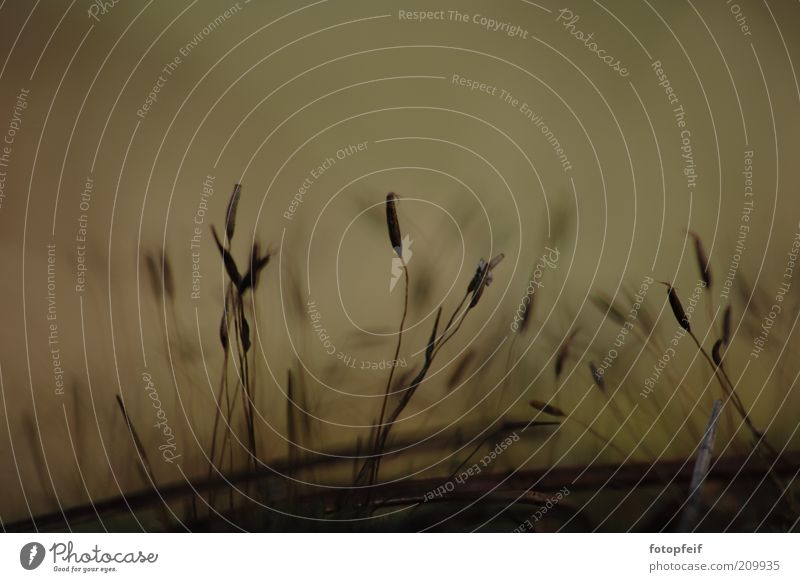 Das kleingedruckte Natur Erde Pflanze Gras braun Stimmung Farbfoto Makroaufnahme Menschenleer Halm Textfreiraum oben natürlich