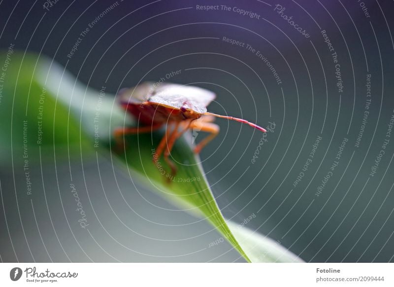 Auf der Mauer, auf der Lauer... Umwelt Natur Pflanze Tier Sommer Schönes Wetter Blatt Garten Park Wildtier Tiergesicht 1 frei hell klein nah natürlich braun