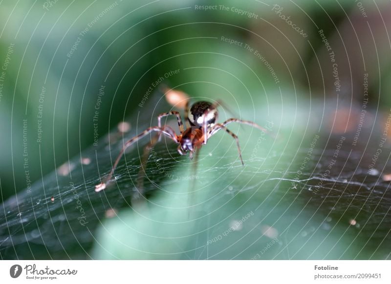 8 Beine! Brrrrrrr! Umwelt Natur Tier Sommer Schönes Wetter Garten Park Wildtier Spinne 1 frei klein nah natürlich braun grün Spinnenbeine Spinnennetz Schnur