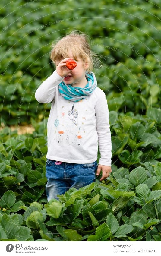 Im Erdbeerfeld III Mensch Kind Kleinkind Mädchen 1 3-8 Jahre Kindheit Pflanze Nutzpflanze Erdbeeren Feld Feldfrüchte groß süß blau mehrfarbig grün rot weiß