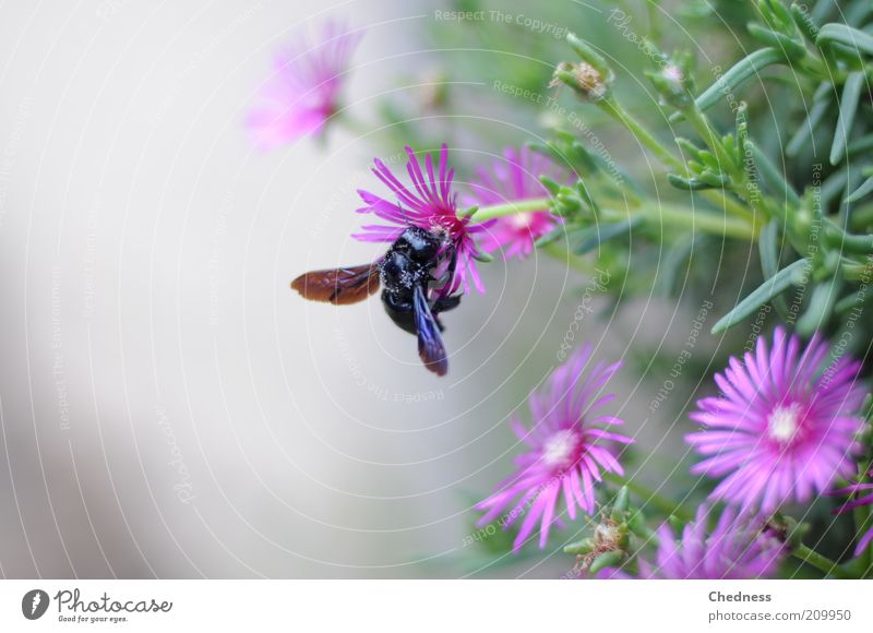 Insekt Natur Pflanze Tier Sommer Blume Blüte Fliege 1 Blühend Duft krabbeln exotisch süß violett Frühlingsgefühle schön Bewegung Idylle Farbfoto Nahaufnahme