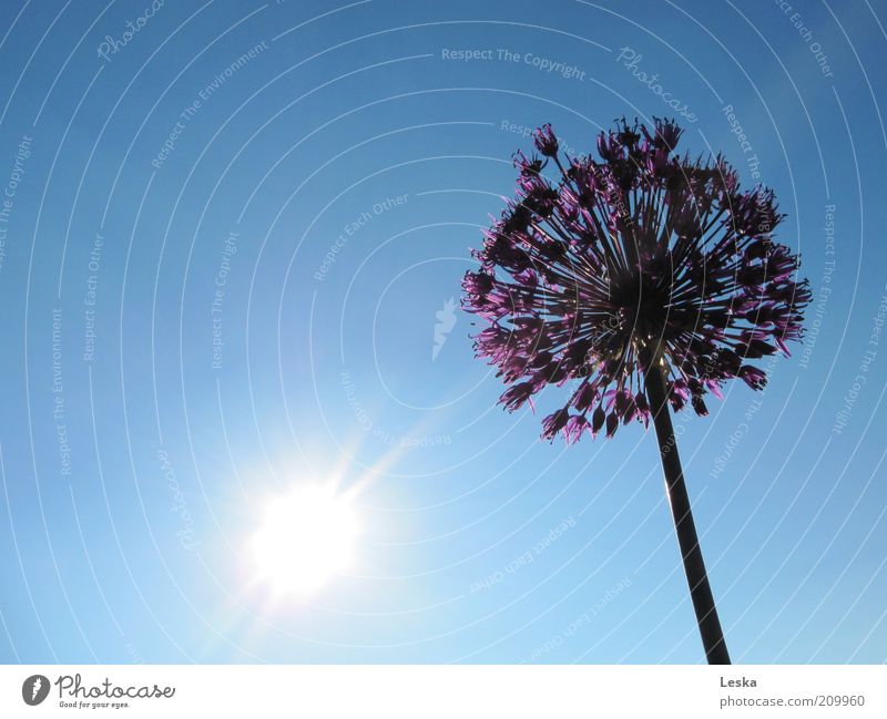 Shine on me Himmel Wolkenloser Himmel Sonne Sonnenlicht Sommer Pflanze Blüte blau violett schwarz weiß Blume Porree mehrfarbig Außenaufnahme Tag Sonnenstrahlen