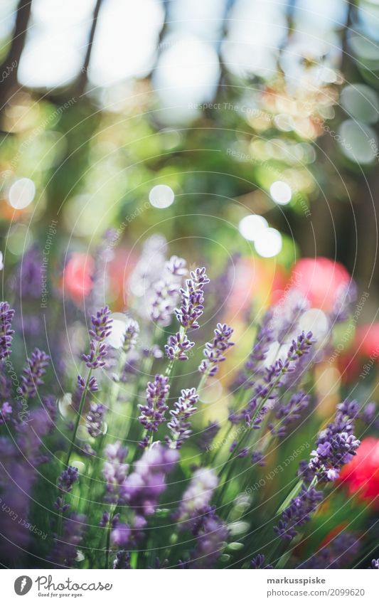 Blumen Garten Ausflug Abenteuer Sommer Sommerurlaub Sonne Umwelt Natur Landschaft Pflanze Tier Frühling Schönes Wetter Gras Sträucher Blatt Blüte Nutzpflanze