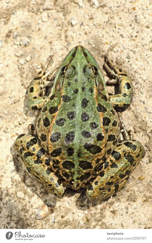 Bild in voller Länge des bunten Sumpffrosches schön Haut Garten Natur Tier Teich See nackt natürlich schleimig wild braun grün Farbe Frosch Pelophylax