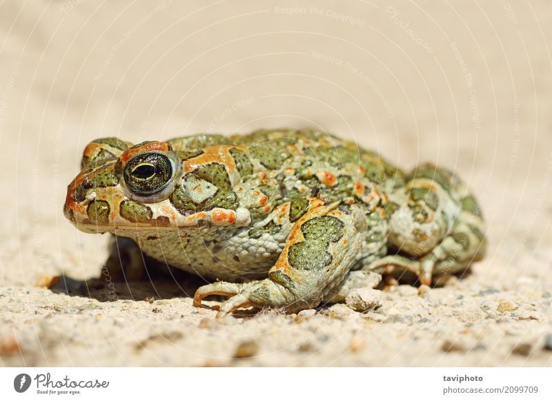 Bild in voller Länge der jungen grünen Erdkröte schön Gesicht Garten Jugendliche Natur Tier Leder stehen klein natürlich niedlich schleimig wild Frosch Unke